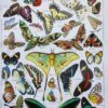 Papillons, planche zoologique 1949