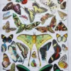 Papillons, planche zoologique 1949 – planche ancienne entière