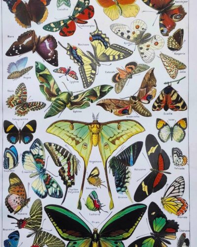 Papillons, planche zoologique 1949
