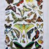 Papillons, planche zoologique 1949