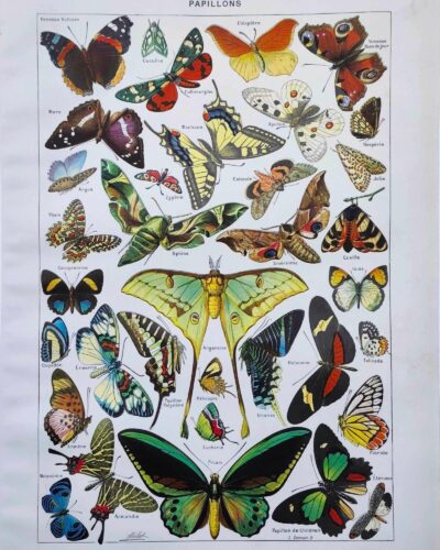 Papillons, planche zoologique 1949