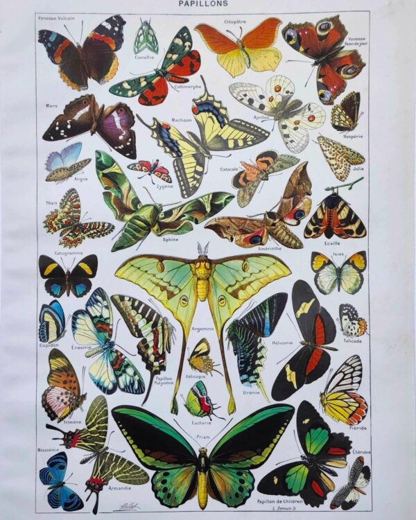 nlu2-papillons-a11 Papillons, planche zoologique 1949