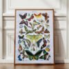 Papillons, planche zoologique 1949