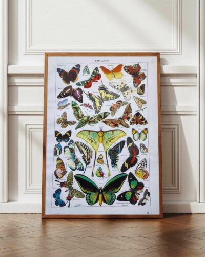 Papillons, planche zoologique 1949