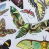 Papillons, planche zoologique 1949