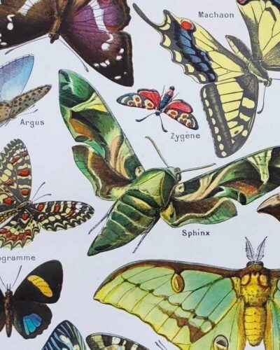 Papillons, planche zoologique 1949