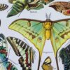 Papillons, planche zoologique 1949