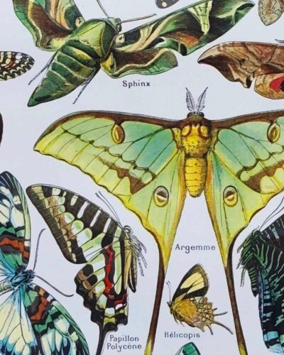 Papillons, planche zoologique 1949