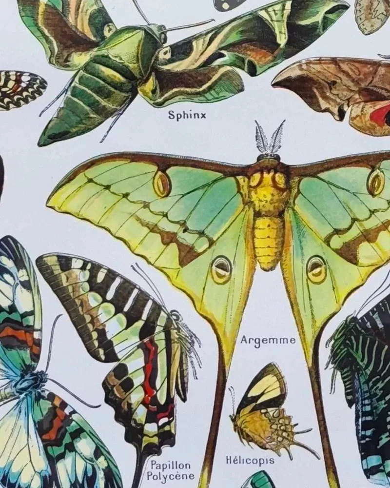 Papillons, planche zoologique 1949 – détail de la planche ancienne