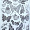 Papillons, planche zoologique 1949