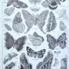 Papillons, planche zoologique 1949 – verso du document ancien