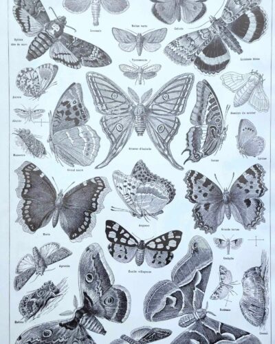 Papillons, planche zoologique 1949