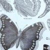 Papillons, planche zoologique 1949