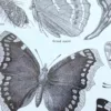 Papillons, planche zoologique 1949 – verso encadré en décoration murale