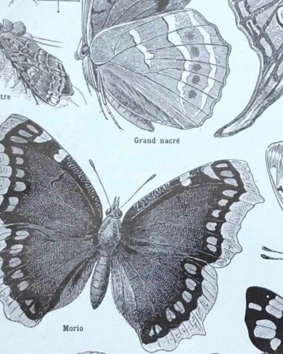 Papillons, planche zoologique 1949