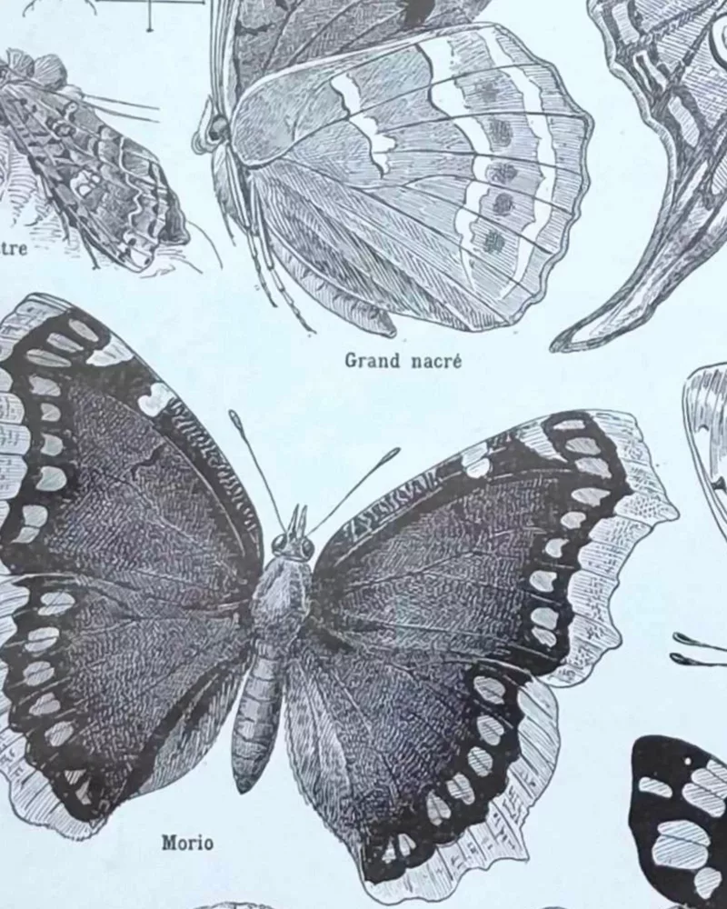 Papillons, planche zoologique 1949 – verso encadré en décoration murale