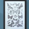 Papillons, planche zoologique 1949