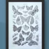 Papillons, planche zoologique 1949 – verso du document ancien