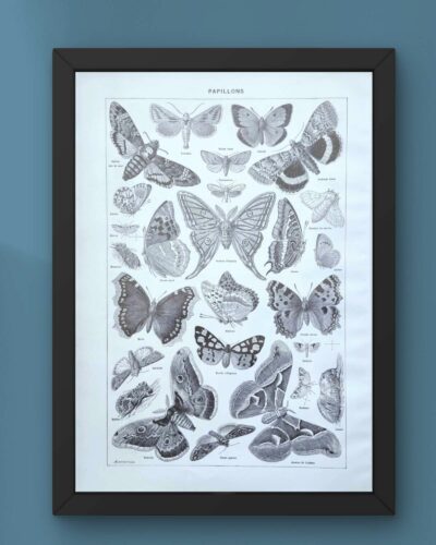Papillons, planche zoologique 1949