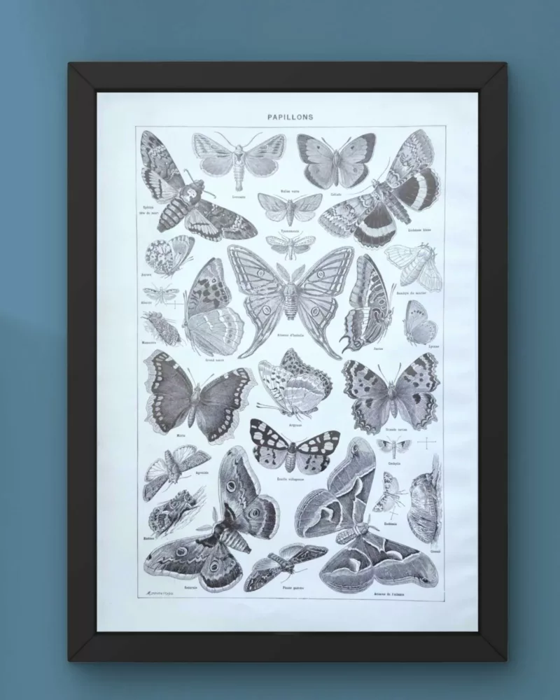 Papillons, planche zoologique 1949 – verso du document ancien