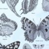 Papillons, planche zoologique 1949