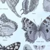 Papillons, planche zoologique 1949 – verso encadré en décoration murale