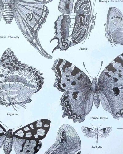Papillons, planche zoologique 1949