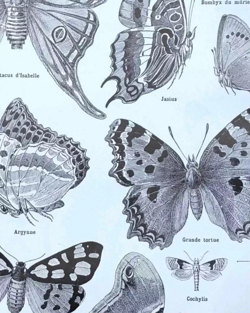Papillons, planche zoologique 1949 – verso encadré en décoration murale
