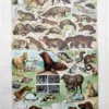 NU11948FOUR-R-fourrures-mammiferes-oiseaux fourrures-mammiferes-oiseaux