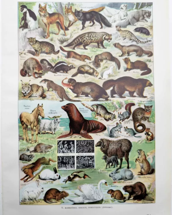 NU11948FOUR-R-fourrures-mammiferes-oiseaux fourrures-mammiferes-oiseaux