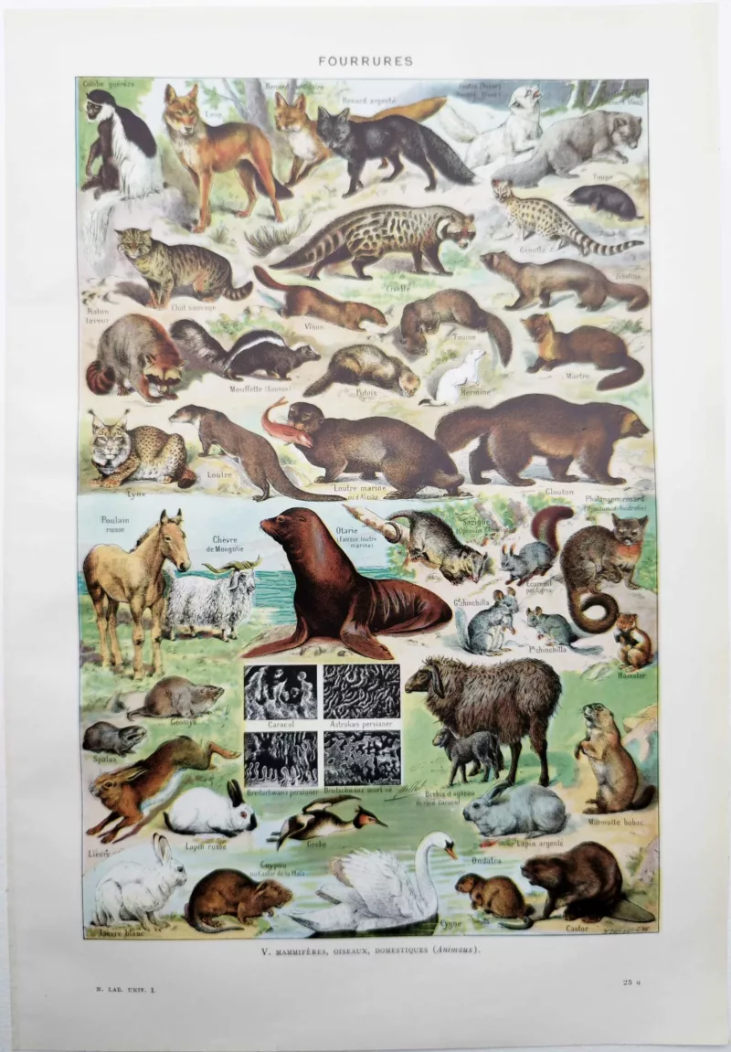 NU11948FOUR-R-fourrures-mammiferes-oiseaux fourrures-mammiferes-oiseaux