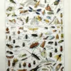 NU11948INSE-R-insectes Insectes, planche zoologique encyclopédique originale de 1948