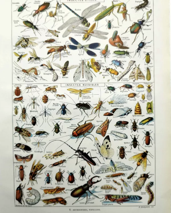 NU11948INSE-R-insectes Insectes, planche zoologique encyclopédique originale de 1948