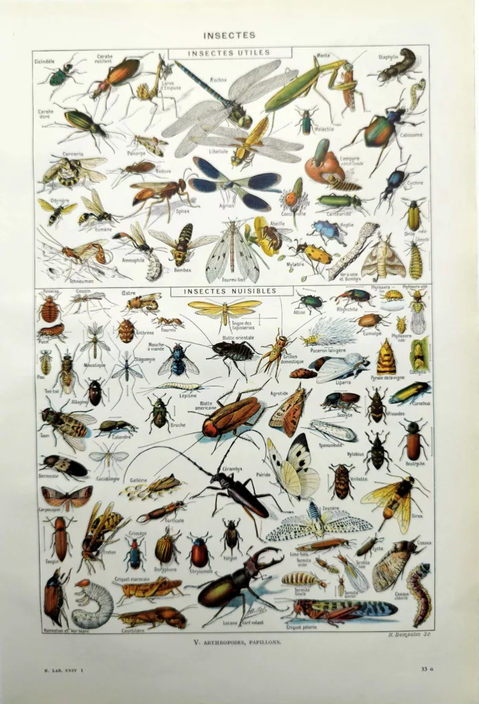 Insectes, planche zoologique encyclopédique originale de 1948