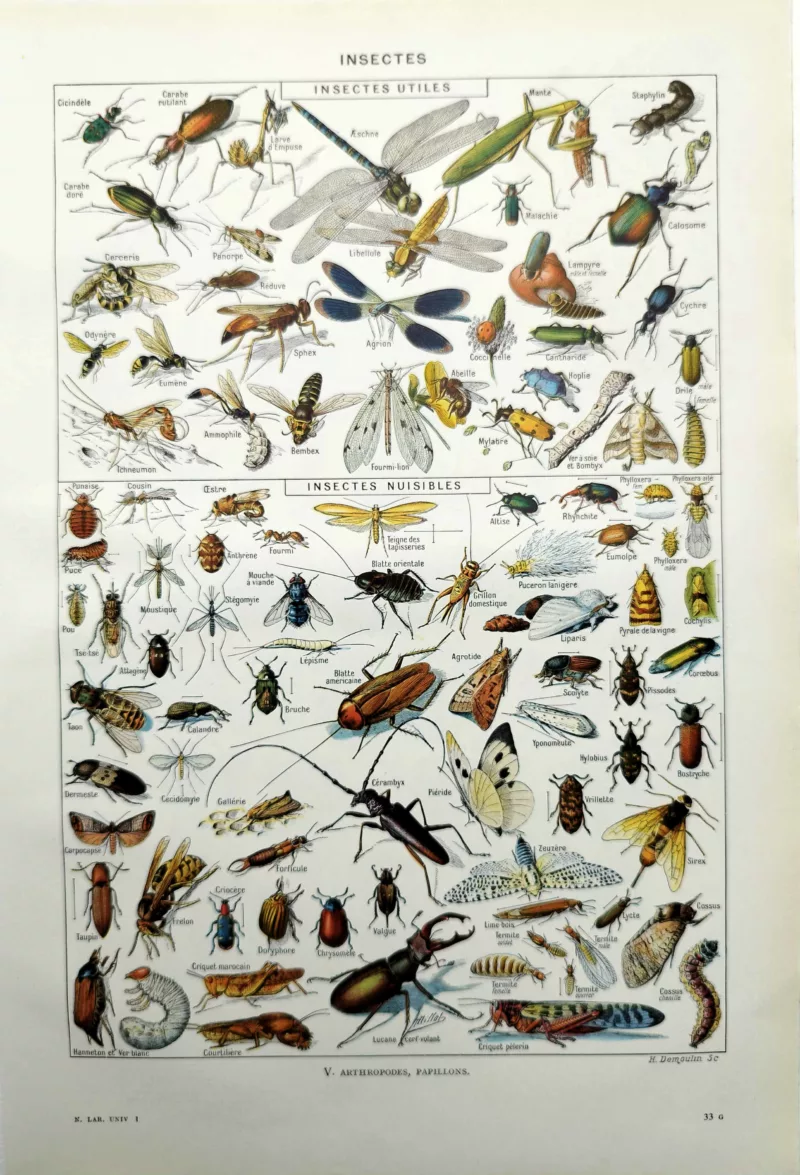 NU11948INSE-R-insectes Insectes, planche zoologique encyclopédique originale de 1948