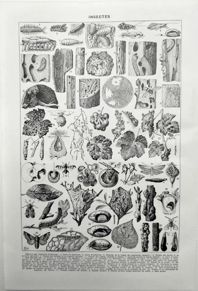 NU11948INSE-V-insectes Insectes, verso de la planche zoologique encyclopédique de 1948