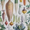 NU21949LEGU-R-legumes-bettrave-navet legumes-bettrave-navet