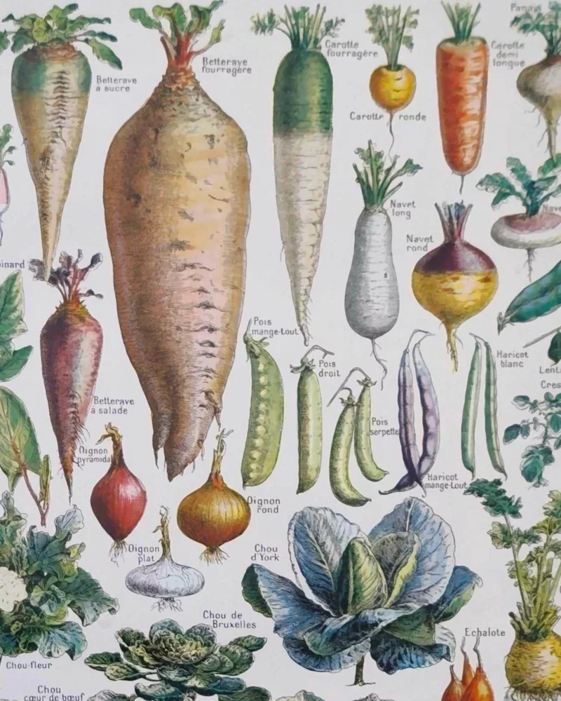 NU21949LEGU-R-legumes-bettrave-navet legumes-bettrave-navet