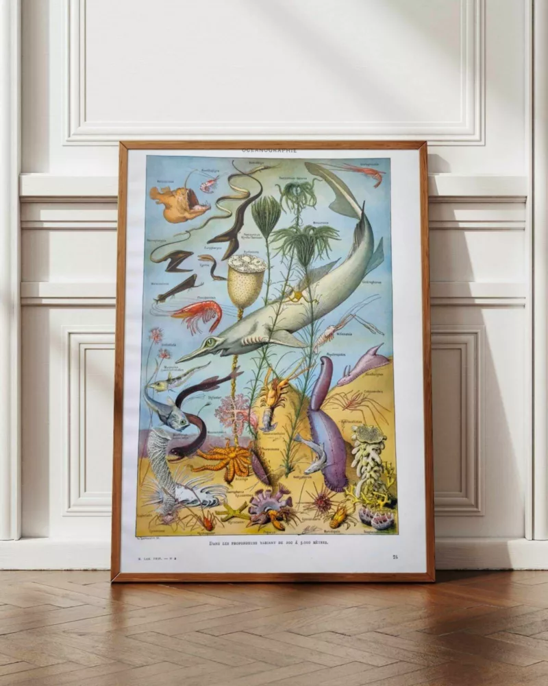 NU21949OCGR-oceanographie-animaux-profondeurs-A12 Animaux des profondeurs marine