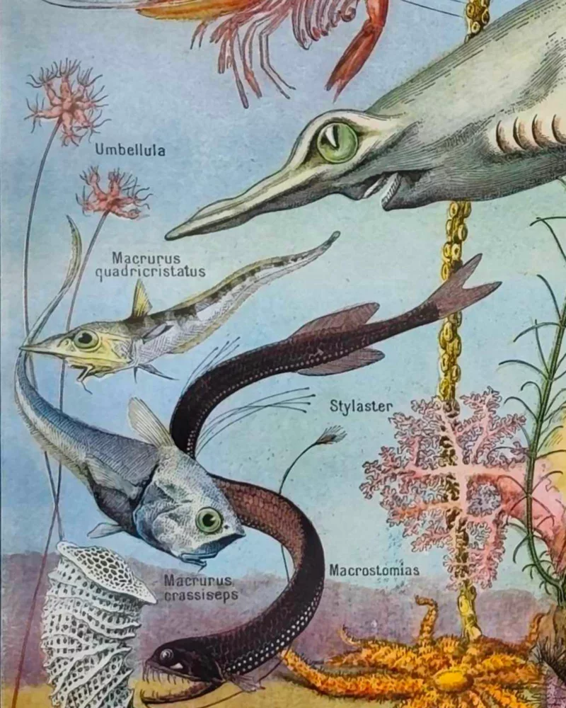 NU21949OCGR-oceanographie-animaux-profondeurs-A13 Animaux des profondeurs marine