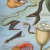 NU21949OCGR-oceanographie-animaux-profondeurs-A14 Animaux des profondeurs marine