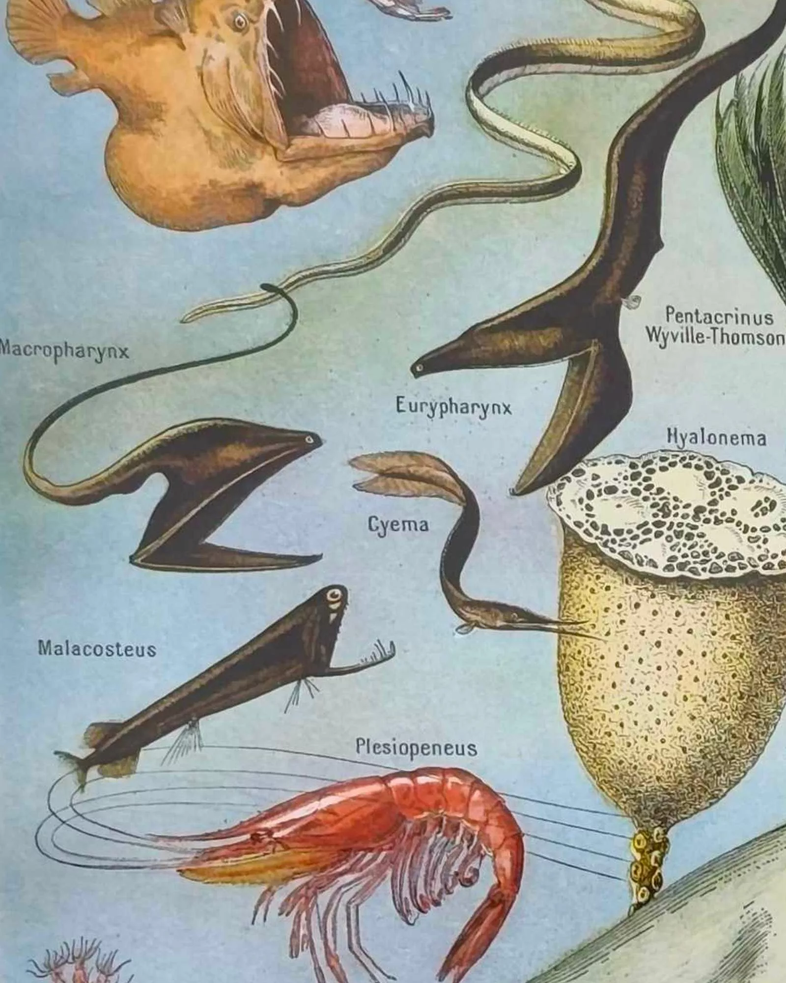 Détail d’animaux des profondeurs dans une illustration d’Adolphe Millot
