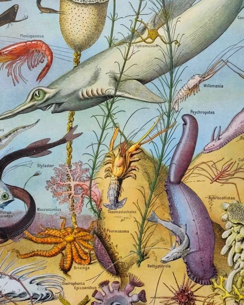 NU21949OCGR-oceanographie-animaux-profondeurs-B10 Animaux des profondeurs marine