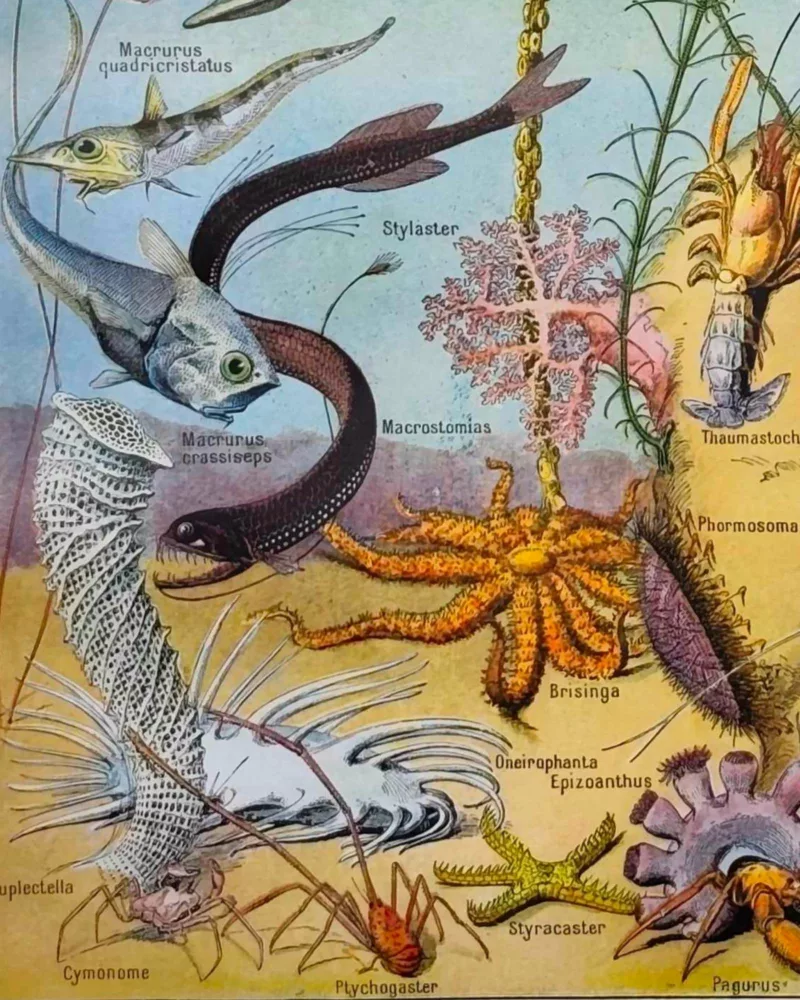 NU21949OCGR-oceanographie-animaux-profondeurs-B13 Animaux des profondeurs marine