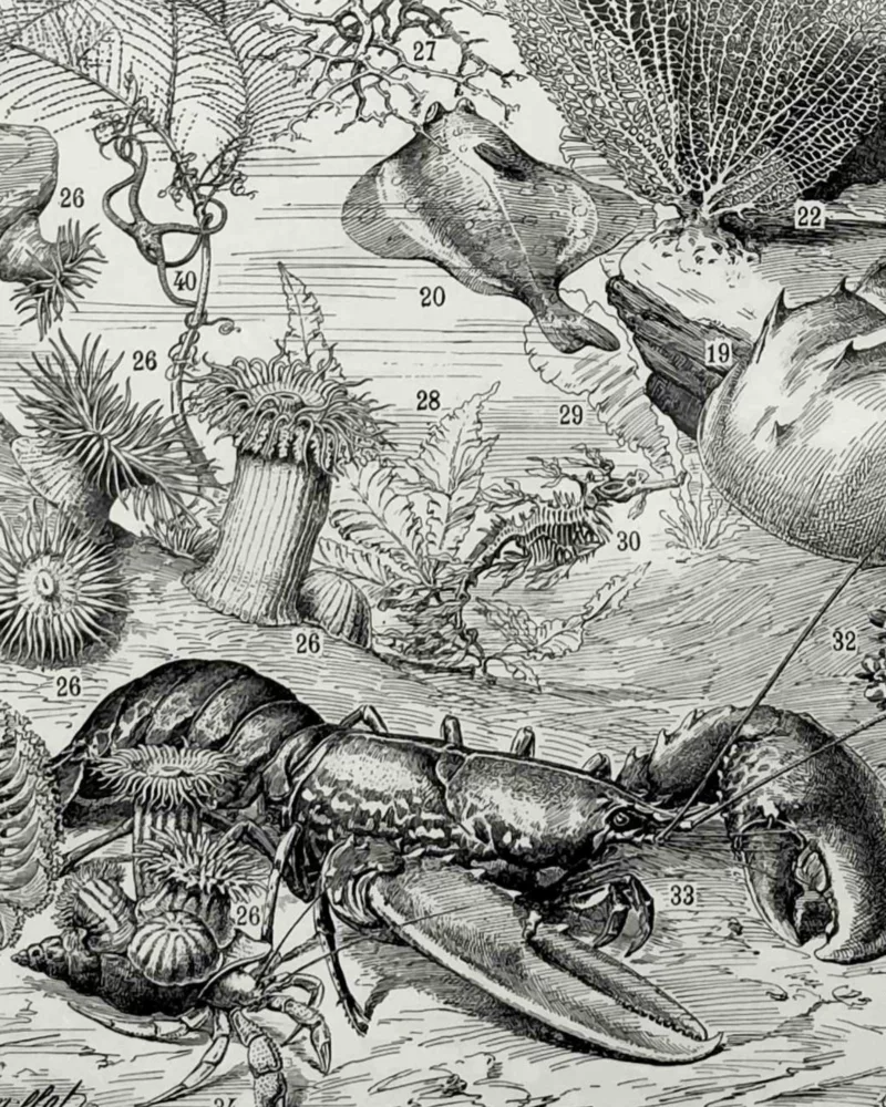 NU21949OCGR-oceanographie-animaux-profondeurs-B22 Animaux des profondeurs marine
