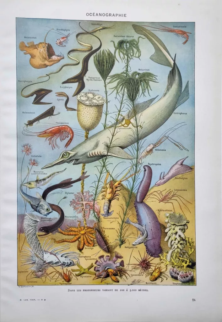 oceanographie-animaux-marins-profondeurs
