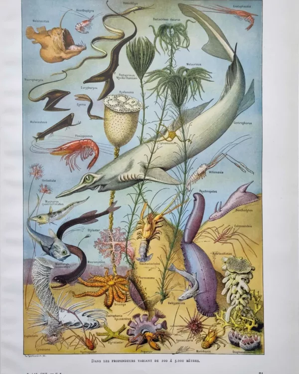 NU21949OCGR-R-oceanographie-animaux-marins-profondeurs oceanographie-animaux-marins-profondeurs