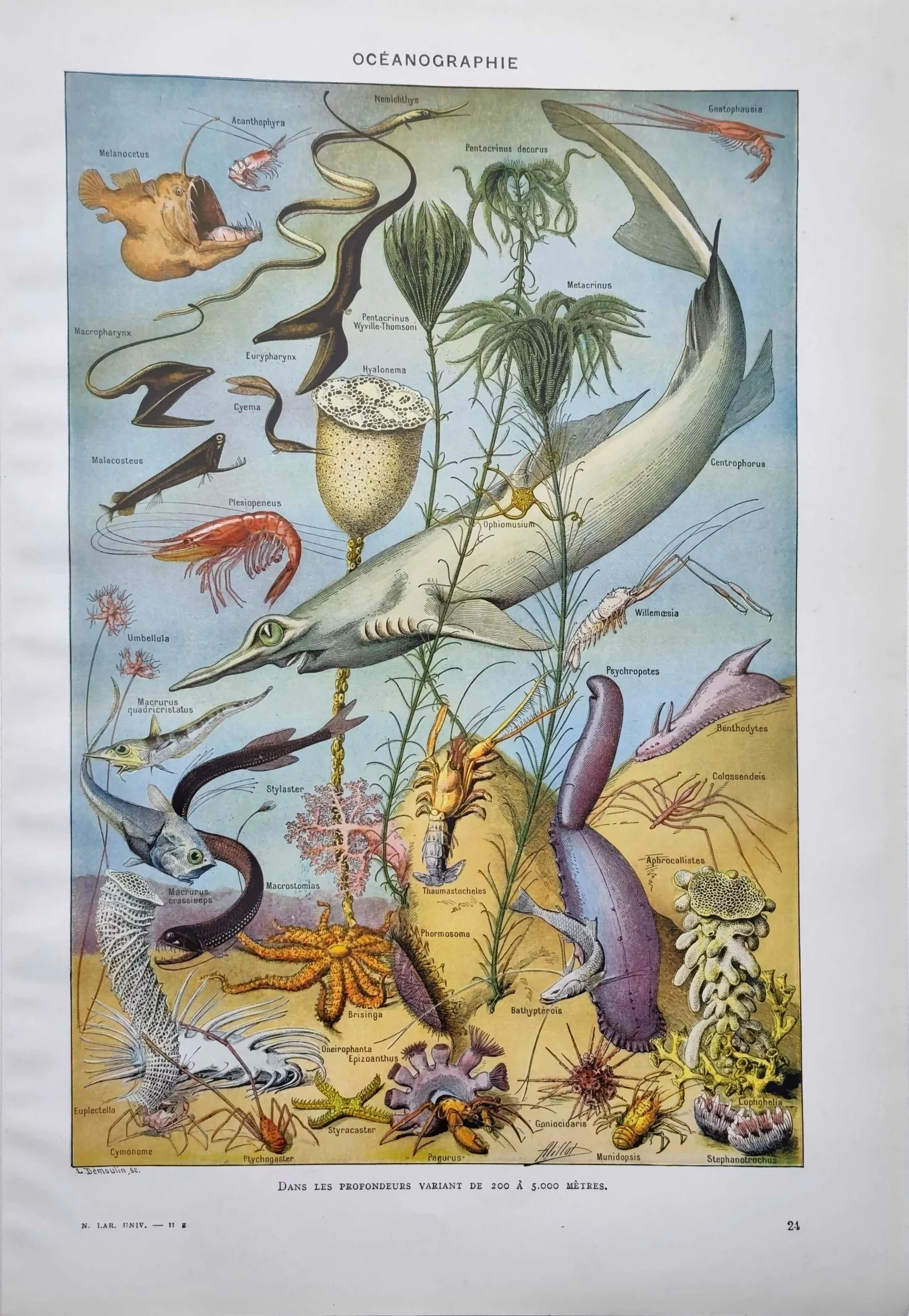 Animaux marins des profondeurs illustrés par Adolphe Millot, planche d’océanographie