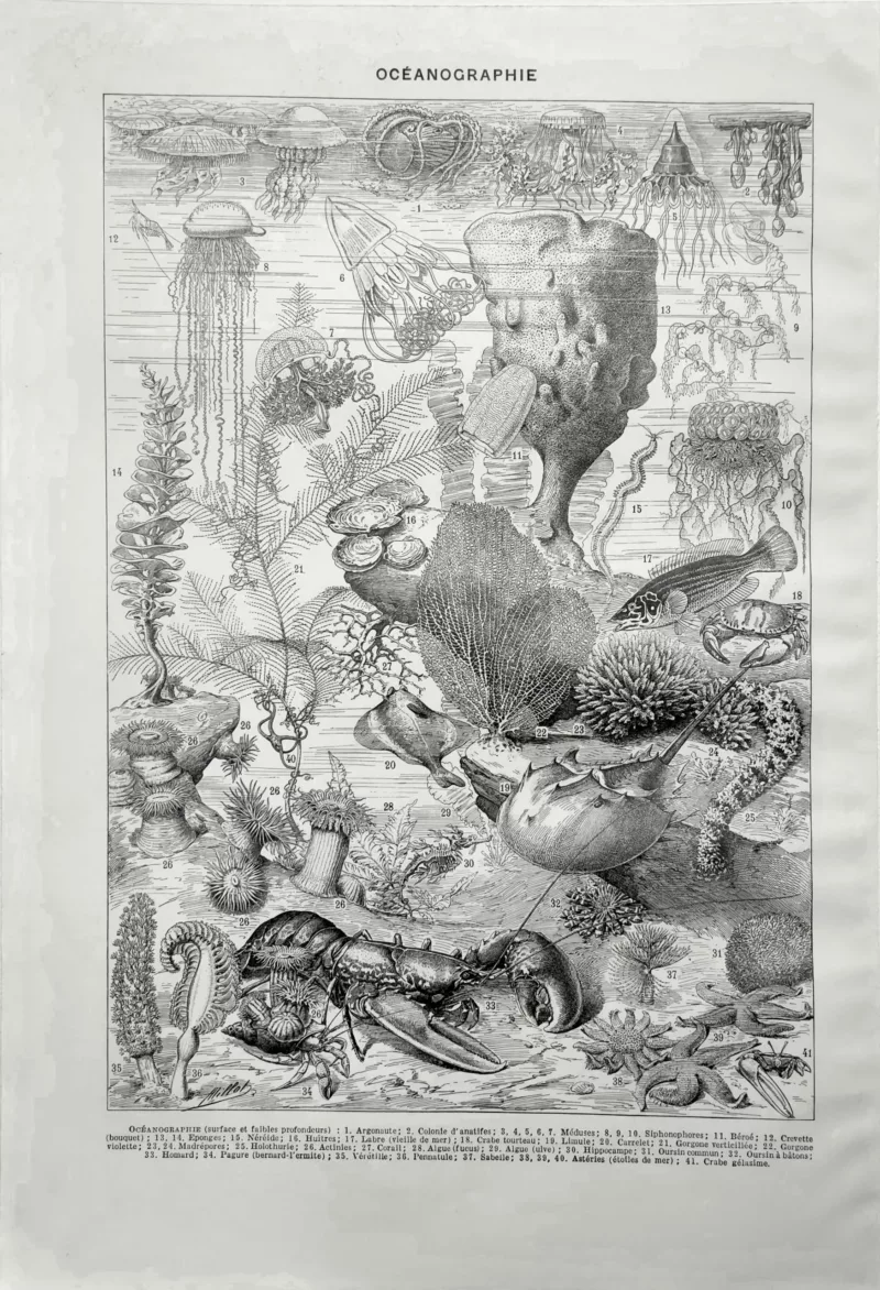 NU21949OCGR-V-oceanographie-animaux-marins-surface oceanographie-animaux-marins-surface