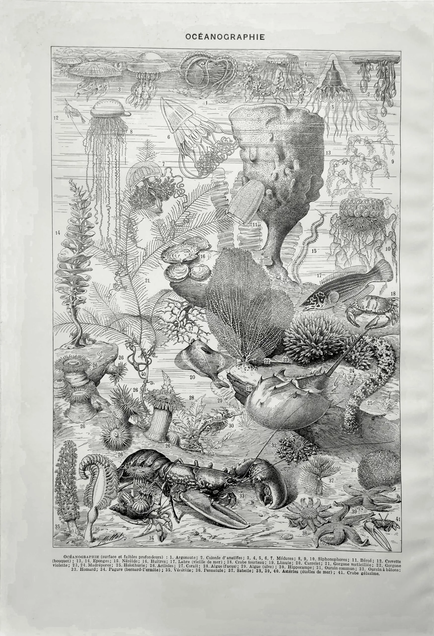 Animaux marins de surface illustrés par Adolphe Millot, planche d’océanographie ancienne